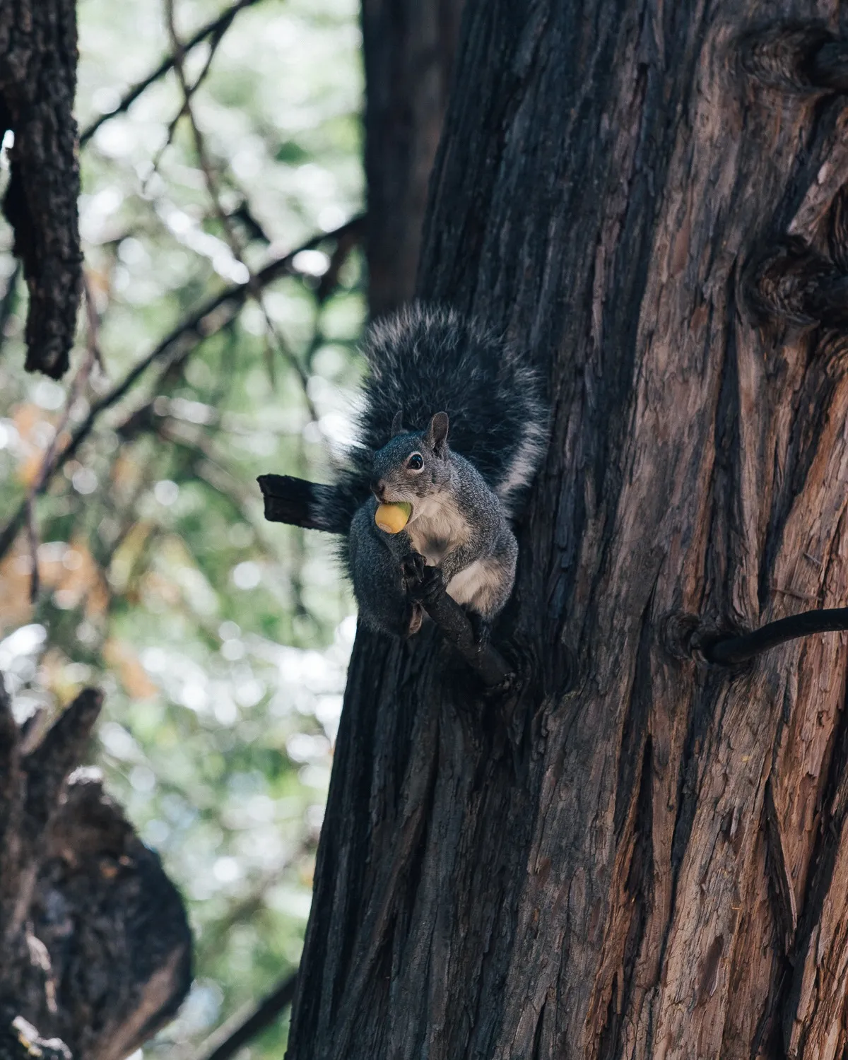 The Call of the Wild: Idyllwild’s Most Intriguing Animal Inhabitants