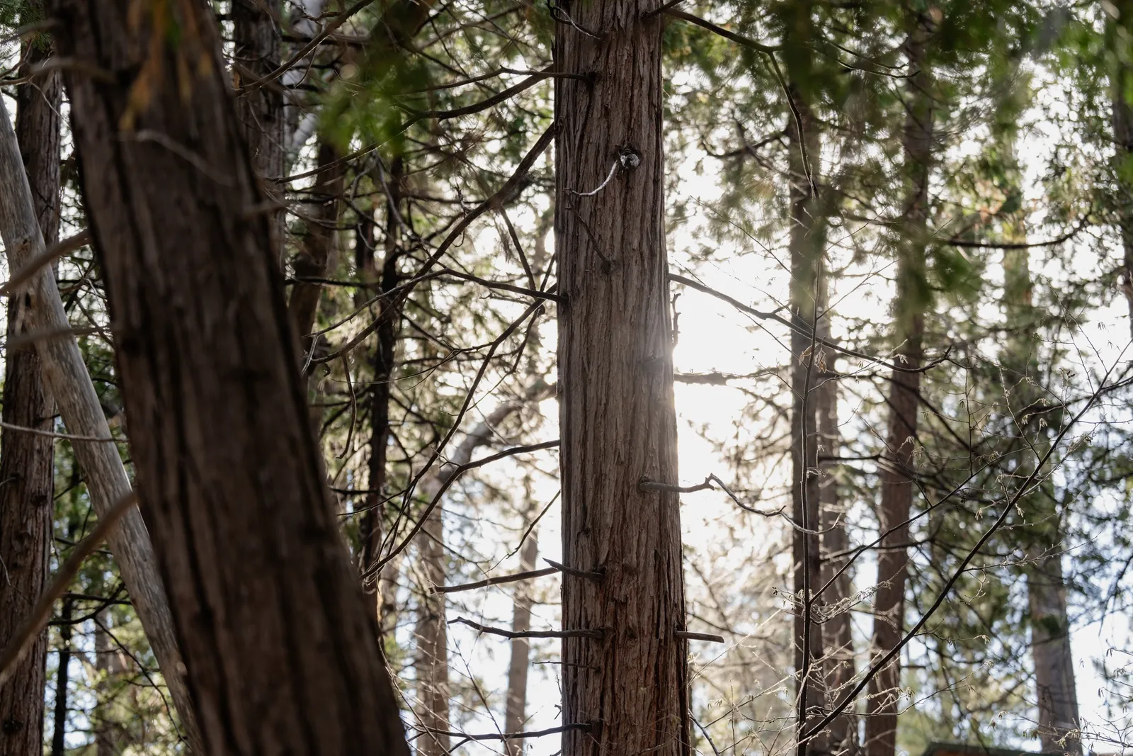 Discover the Best Idyllwild Kid-Friendly Hikes