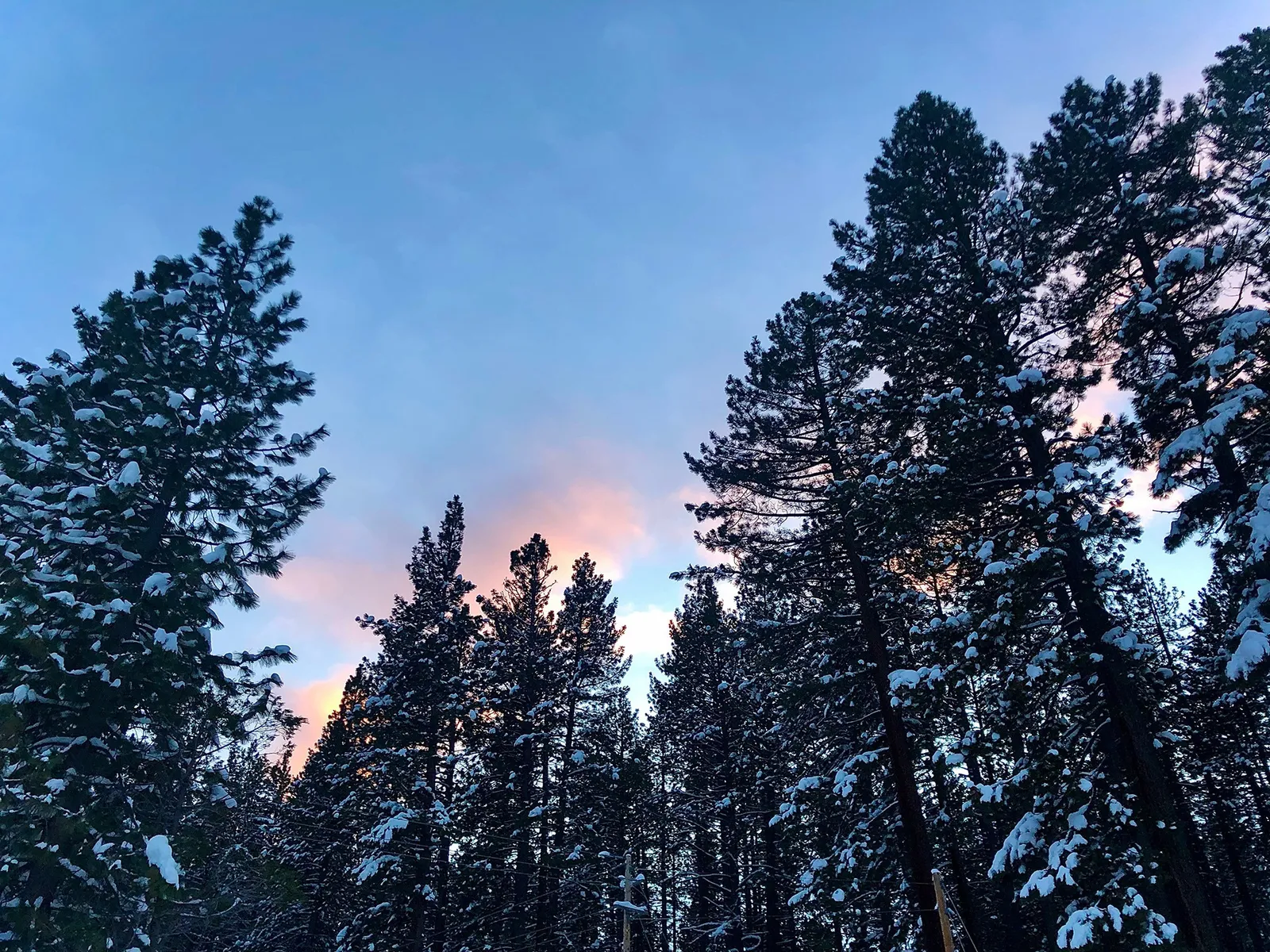 Winter Wonderland in Idyllwild: A Freewyld Escape