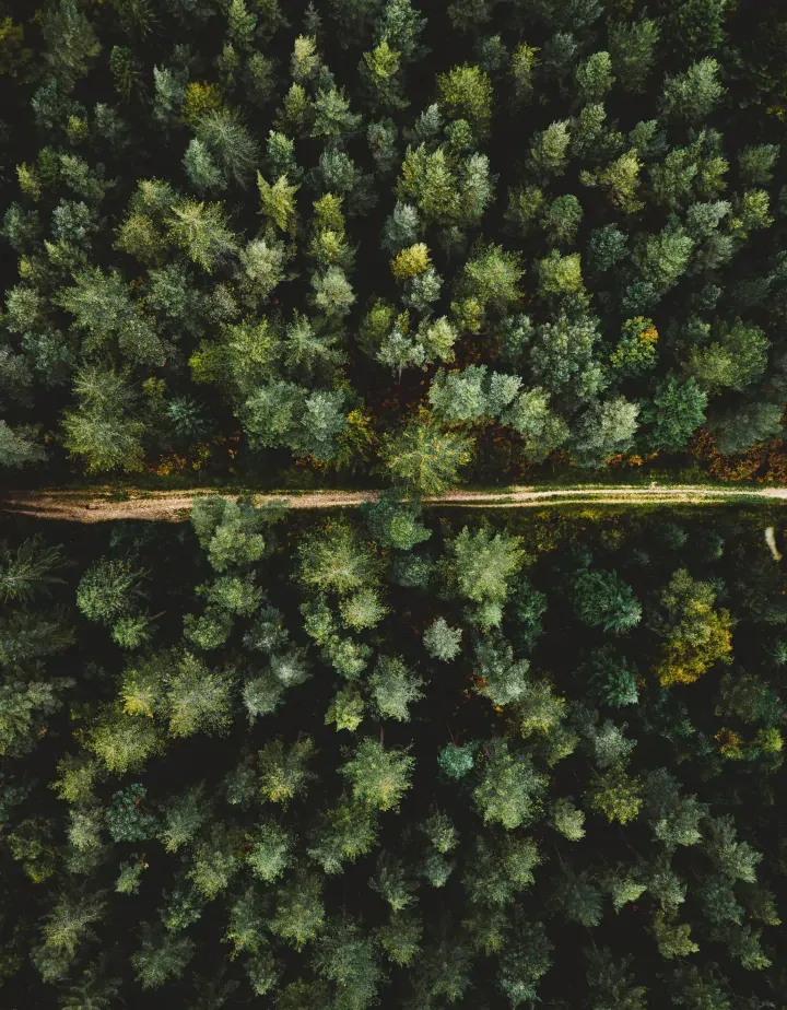 Overhead view of pine tree forest like those in Idyllwild California