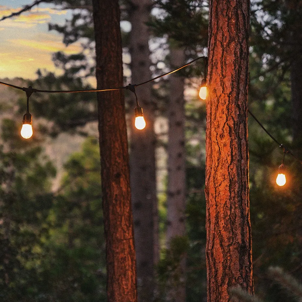 Lights on Trees in Idyllwild California